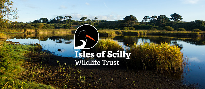 Ed Marshall - Porth Hellick Pool - Isles of Scilly Wildlife Trust