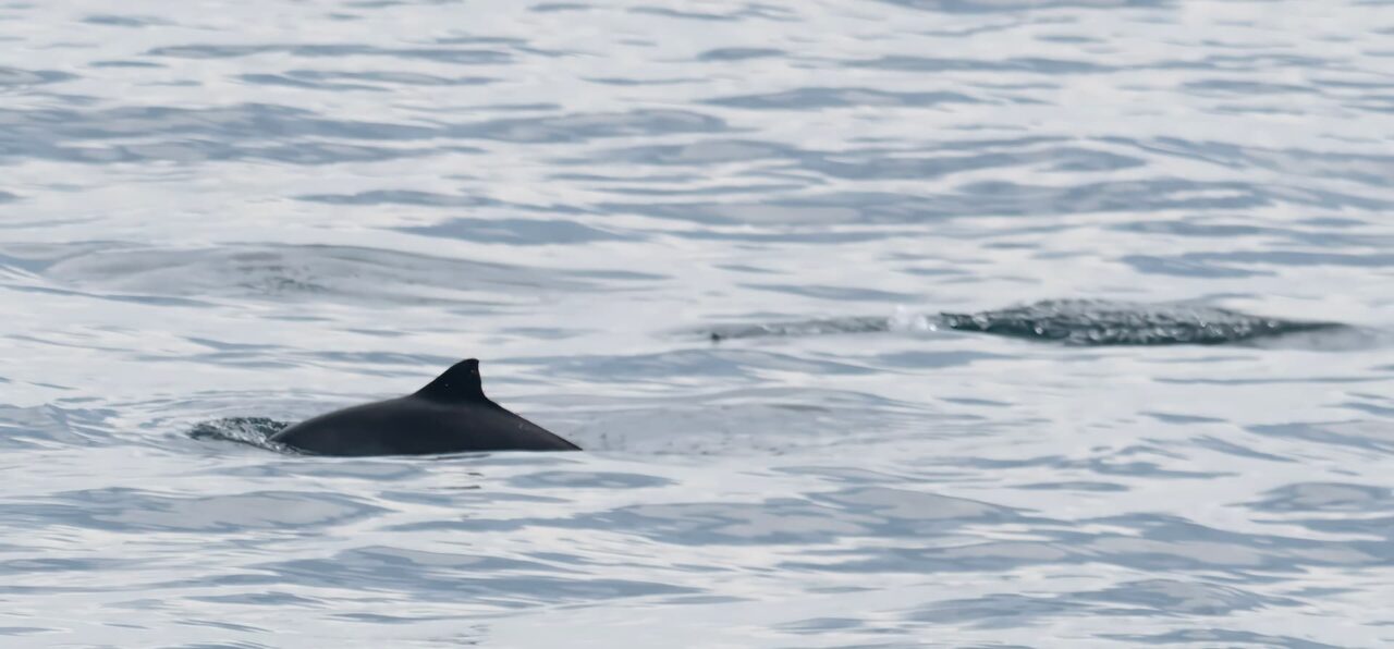 Common porpoise sighting from Scillonian III